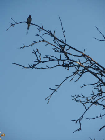 Swallow on a branch の写真素材