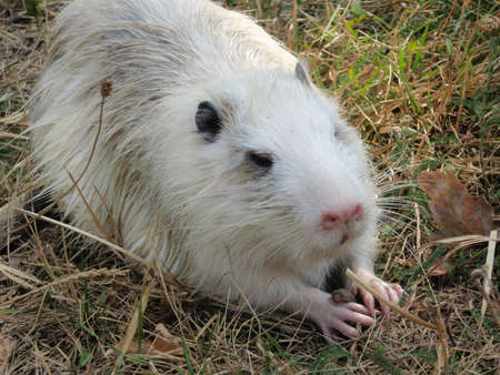 Otter. Muskrat