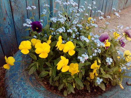 colorful flowersの写真素材