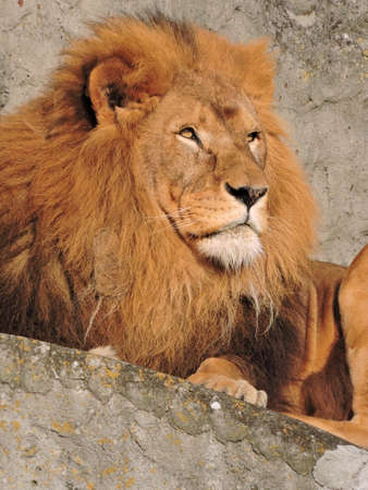 Great male Lion the king of jungle looking at horizonの写真素材