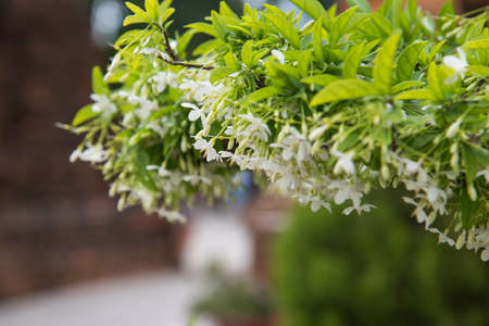 bush bloom whiteの写真素材