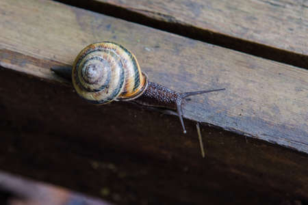 Wood snail