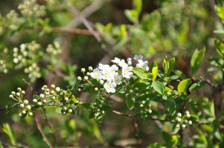 plantのeditorial素材