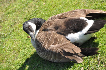 Animalのeditorial素材