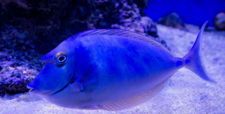 Blue parrot fish in the aquarium. tropical fish Marine life.