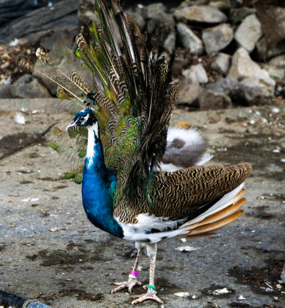 Peacock on the ground in the park. Beautiful peacockの写真素材