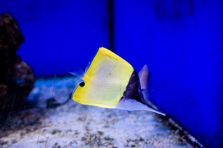 Tropical fish swimming in the aquarium. Beautiful tropical fish.の写真素材