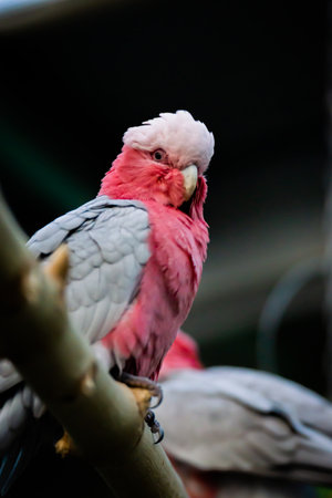 Cockatoo sitting on a branch of a tree in a zooの写真素材