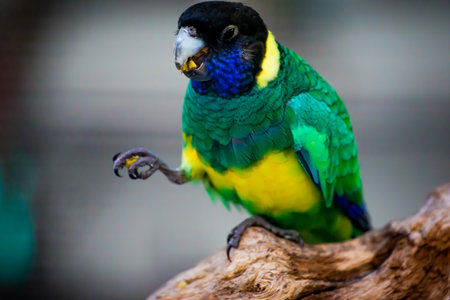 Parrot sitting on a tree branch and eating a piece of breadの写真素材