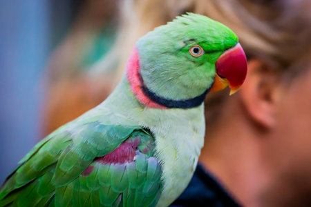 Parrot sitting on the hand of a woman close-up.の写真素材