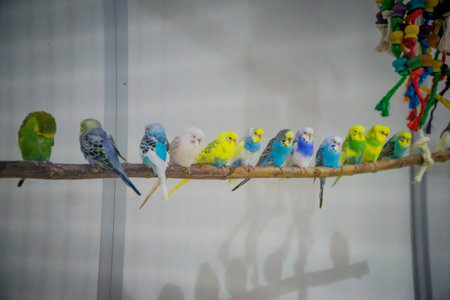 Budgerigar parrots on a branch in a cage