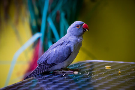 Parrot sitting on the roof of the house and eating seeds.