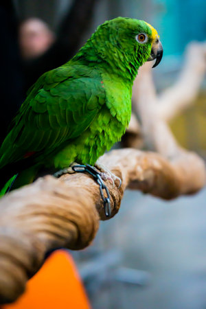 Green parrot sitting on a perch in a cage at the zooの写真素材