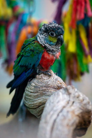 Colorful parrot sitting on a tree branch in a zoo.の写真素材