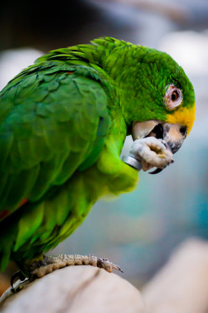 Green macaw eating a piece of bread, close-up.の写真素材