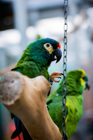 Parrot sitting on a hand with a feeder in the backgroundの写真素材