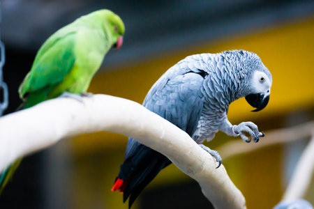 Colorful parrots sitting on the perch in the park.の写真素材