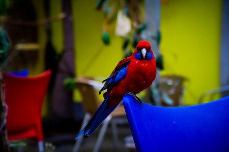 red parrot sitting on a blue chair in the garden, Thailandの写真素材