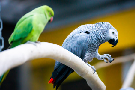 Colorful parrots sitting on a perch in the park.