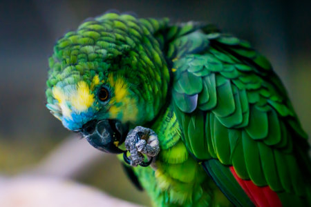 Close up of a green parrot eating a nut in a zoo