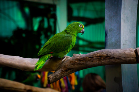 Green parrot sitting on a branch in the aviary. Tropical birds.の写真素材