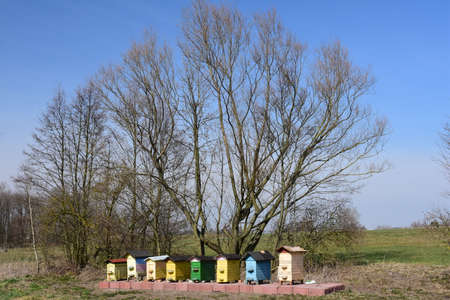 Colorful beehives and bees in the countryside.