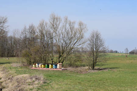 Colorful beehives and bees in the countryside.
