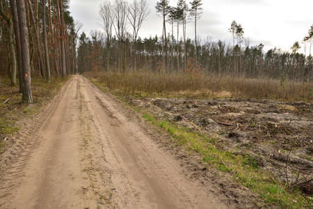 A forest road by day among trees and bushes. Go into the unknown. Spring.