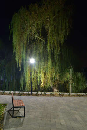 Pedestrian alley after dark illuminated with LED lamps. Trees at night.の写真素材