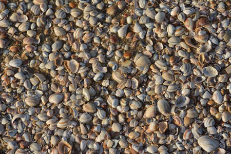 Shells on a seaside beach in the sandmotor area of the Netherlands. Summer.