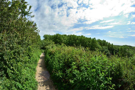 A path among trees on the edge of a slope on a hot summer day. Summer.