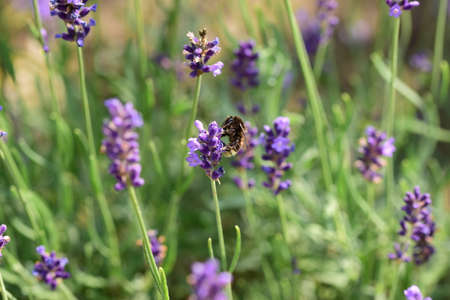 The insect pollinates a lavender flower on a sunny day. Summer.