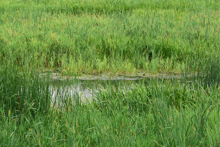 Oxbow lake and the floodplain by the river on a gloomy, cloudy evening. River,