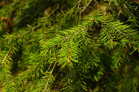 Plants and bushes in a wild inaccessible forest. Forest.