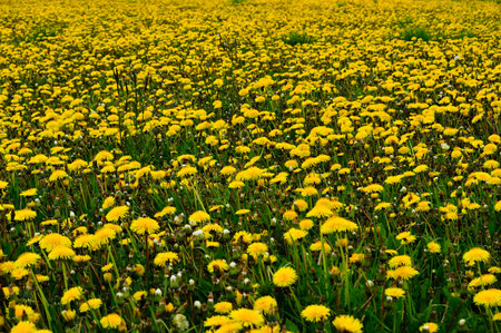 Meadow full of blooming dandelion. Spring.の写真素材