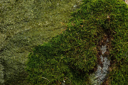 Mossy stone in the forest among old leaves. Summer.