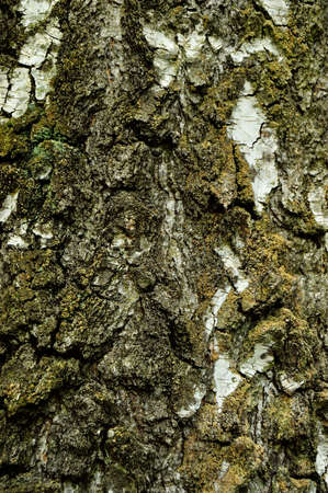 Birch in the forest among other trees. Forest.