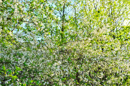 Blooming white flowers on tree branches. Spring.の写真素材