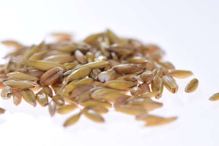 Grains of various cereals in close-up and magnification.