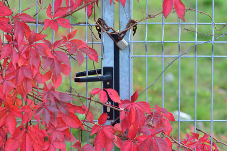 The wild wine growing on the fence shows its red leaves on a clear autumn day. Day.