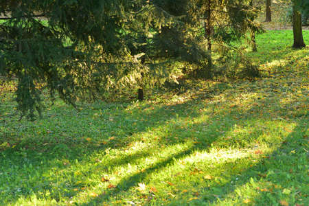 Autumn park and lawn covered with a carpet of fallen colored leaves on a sunny day. Autumn.