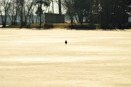 Frozen lake shore, snow-covered trees on a frosty sunny day. Winter.の写真素材