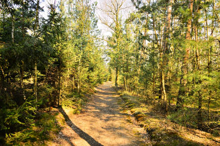 A quiet forest on a sunny day provides peace and relaxation. Day.