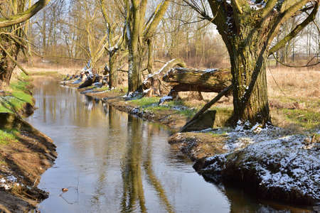 Trees by a small stream among the green spring fields on a sunny day. Spring.の写真素材