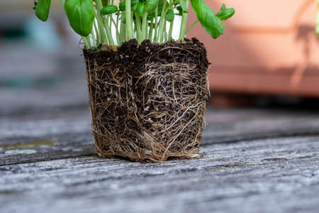 Garden plant seedling and root ball enlarged. Spring. Garden.の写真素材