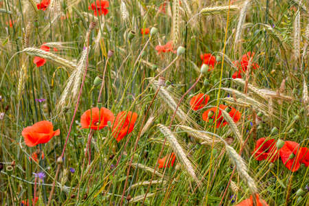 Poppies and cornflowers among the blades of ripe grain on a hot summer day.の写真素材