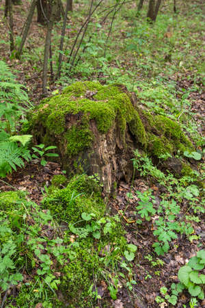 A mossy trunk in a dense old forest in a remote area on a summer day.の写真素材