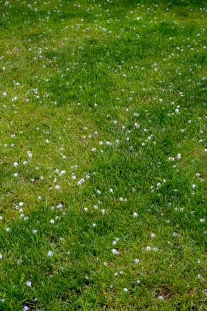 Hail on the lawn after the storm front passes on a summer day.の写真素材