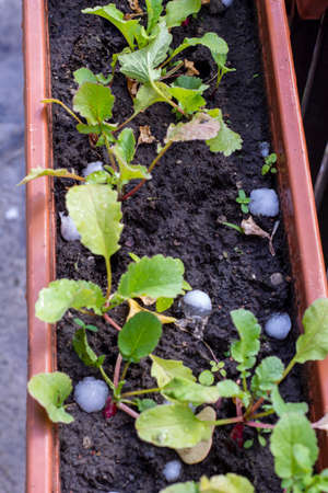 Hail falls on small plants in pots and in the ground during hot summer.の写真素材