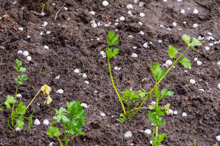 Hail falls on small plants in pots and in the ground during hot summer.の写真素材